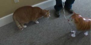 Bert the cat vs. cat balloon.