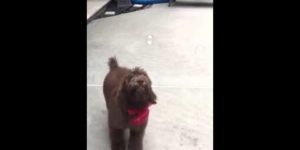 Puppy inhales bubble in slow motion.