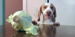 Dog steals cabbage.