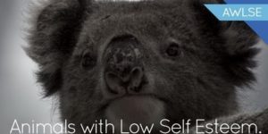 Animals With Low Self Esteem