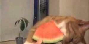 This cat, eats watermelon.