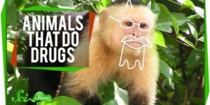 Animals That Do Drugs.