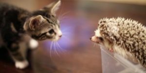 Kitty meets Hedgehog.
