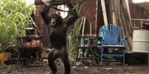 Ape goes ape sh** with AK-47.