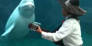 Mariachi Connecticut serenades a beluga whale.