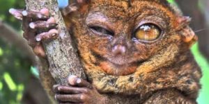 True facts about the tarsier.