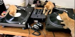 DJ kitteh.