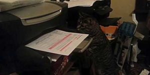 Cat vs. Printer.