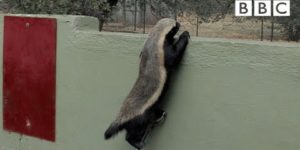 Honey Badger don’t care.