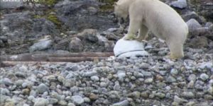 Polar bears destroy spy cams