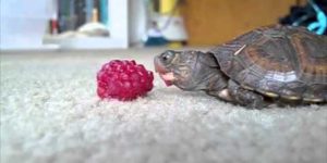 Turtles are bad at eating.
