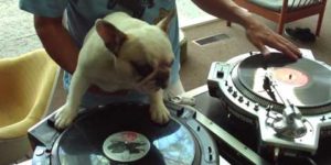 DJ Dog.