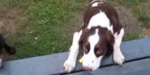 Blind dog plays fetch OR my heart just melted.