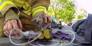 Firefighter saves kitten.