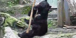 Kung Fu bear.