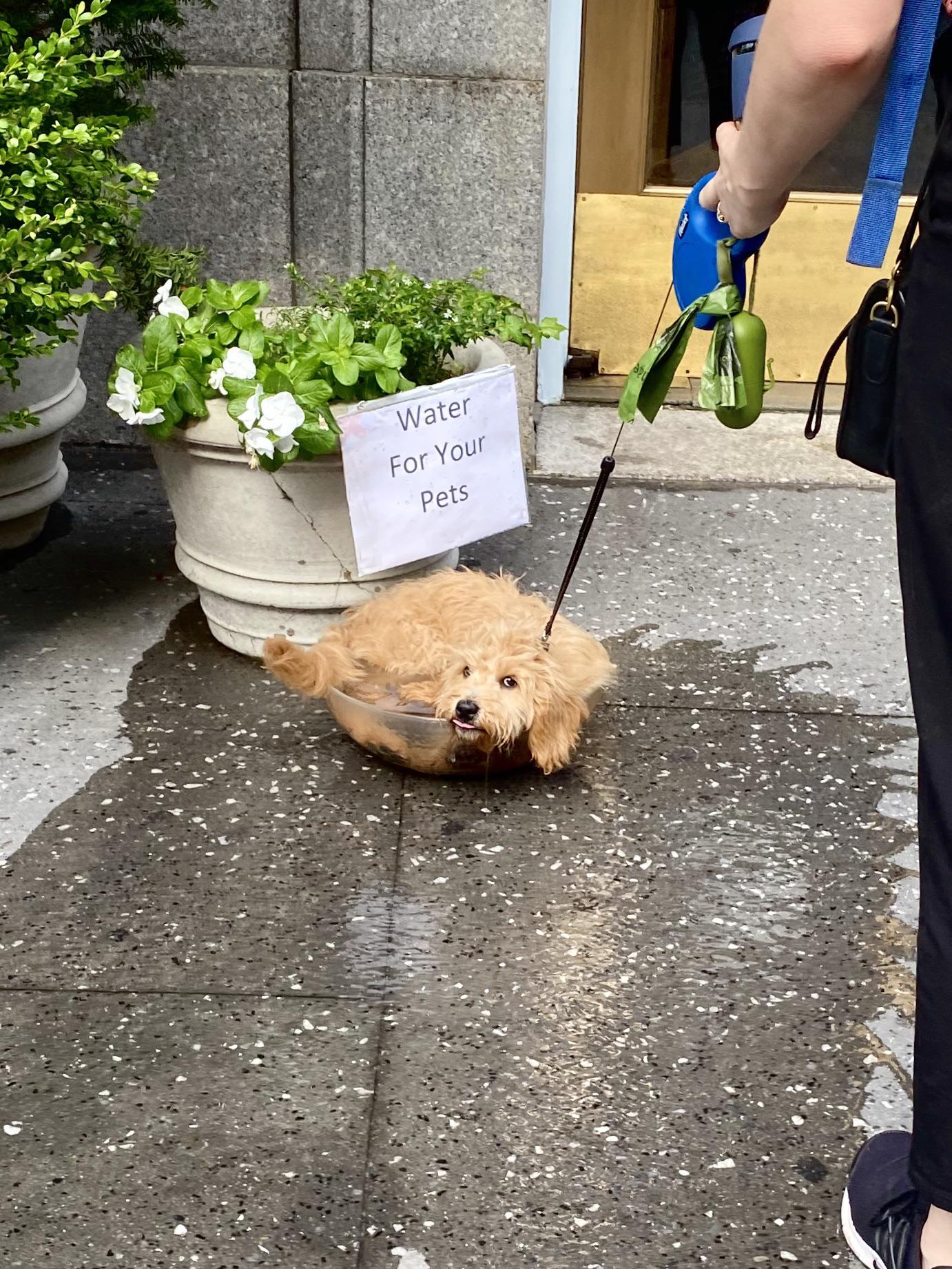 Not what we had in mind, but 10/10 water boy.