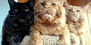 Maine Coon papa’s