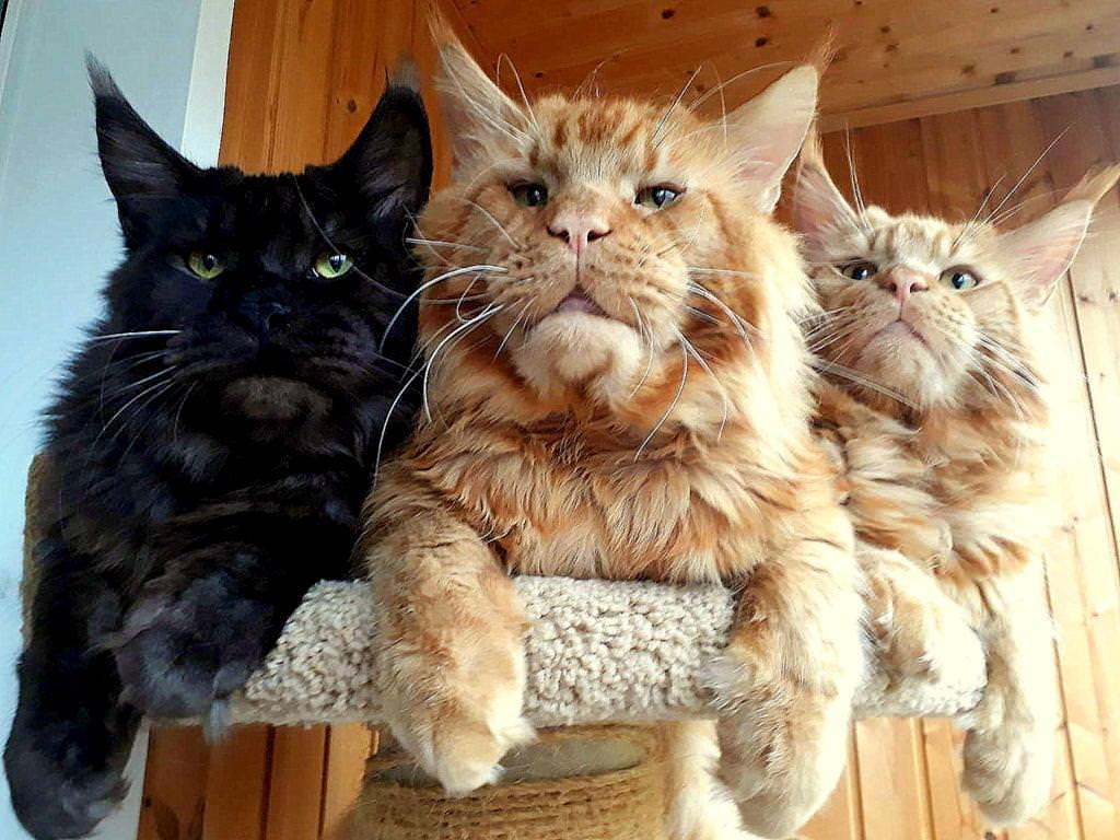 Maine Coon papa's