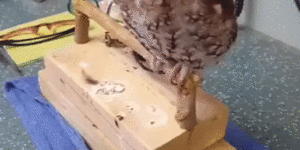 Owlgasm, essentially…