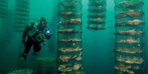 Scallop farming is eerie.