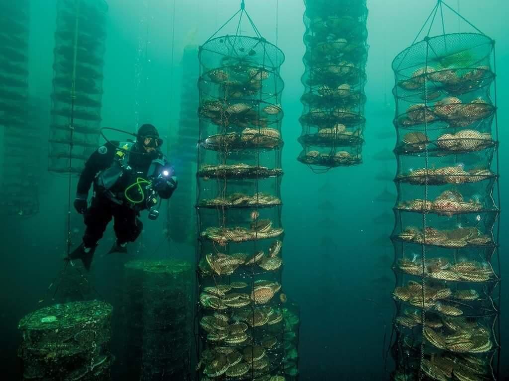 Scallop farming is eerie.