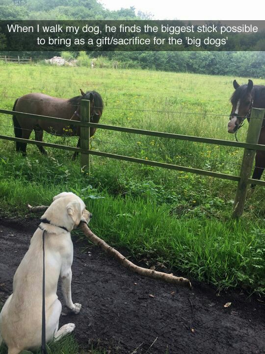 Meeting the big dogs