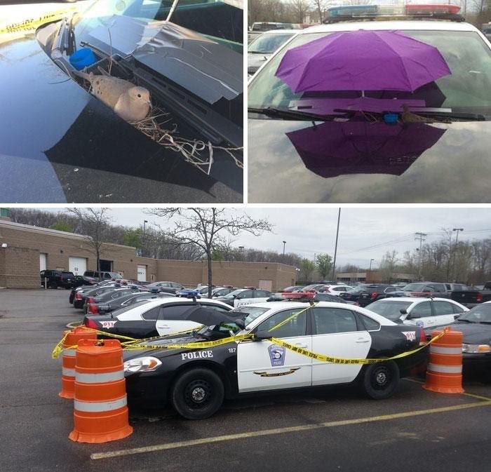 Police department noticed a bird built a nest so they took the cruiser out of commission.