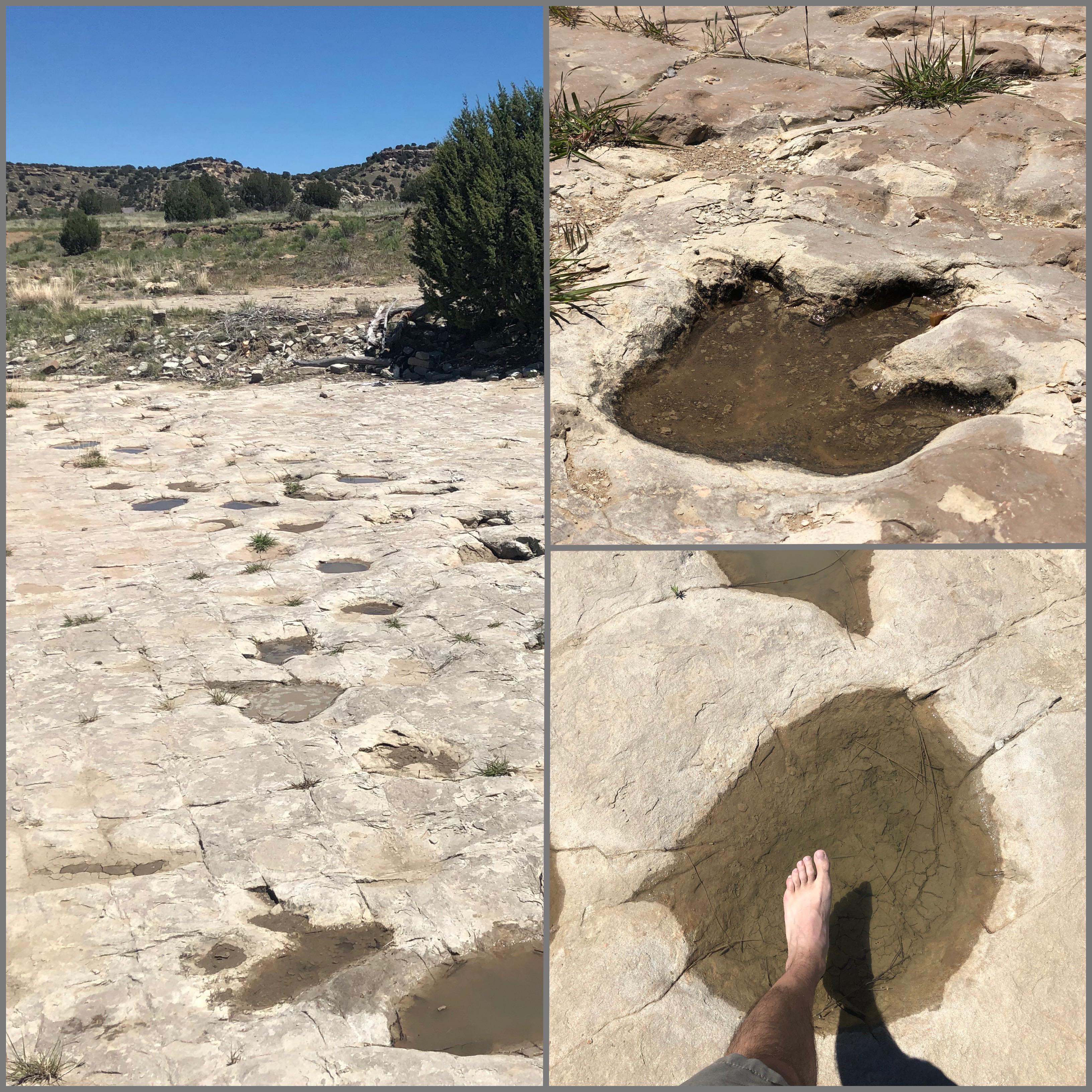 The footprints of dinosaurs, circa 240 million years ago in southern CO.