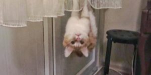 Spidercat! Spidercat!