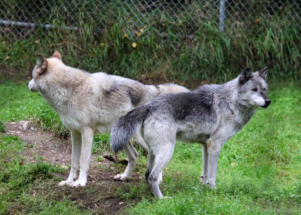 Wolves, when startled, assume defensive positions covering 360Â°; probably.