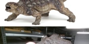 The clubbed tail of an Ankylosaurus IRL