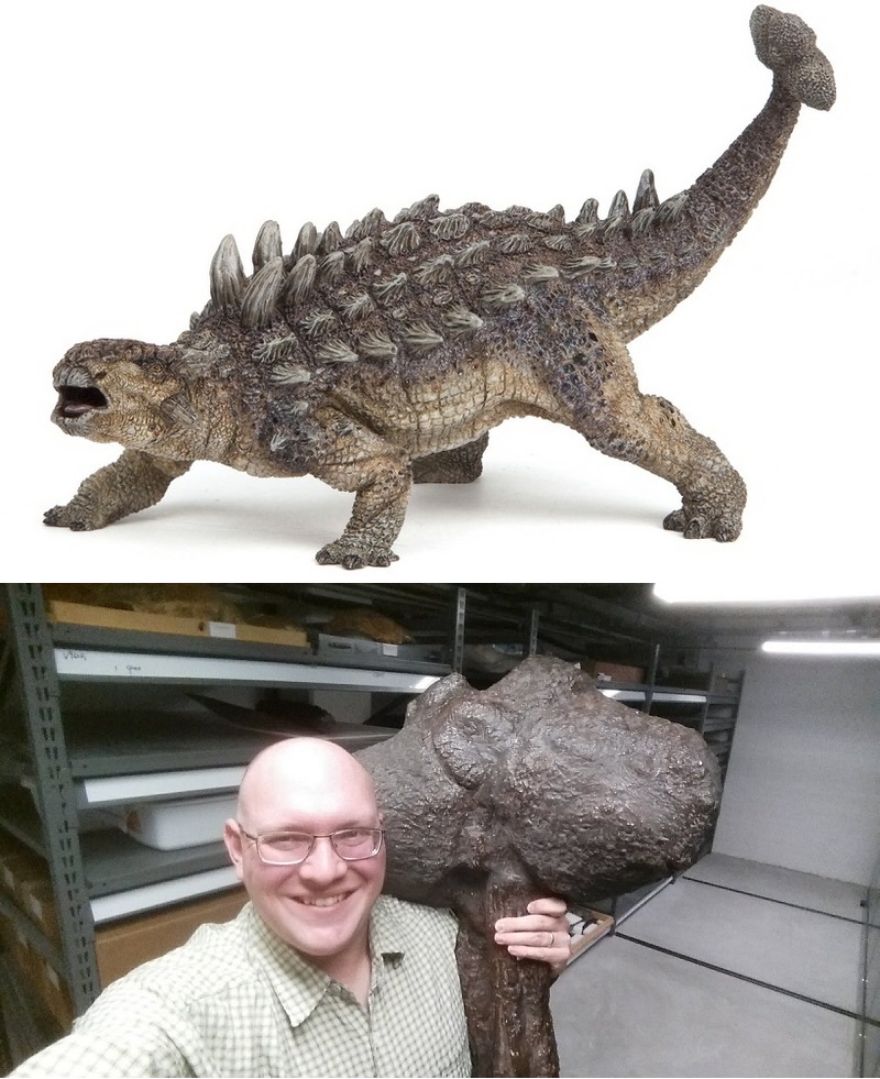 The clubbed tail of an Ankylosaurus IRL