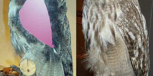 Owls+are+70+percent+feathers%21+Deceptive+buggers.