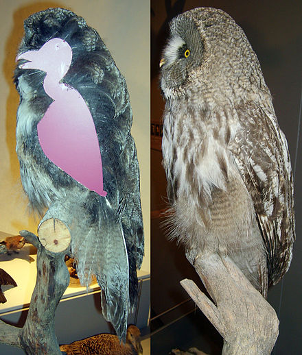 Owls are 70 percent feathers! Deceptive buggers.