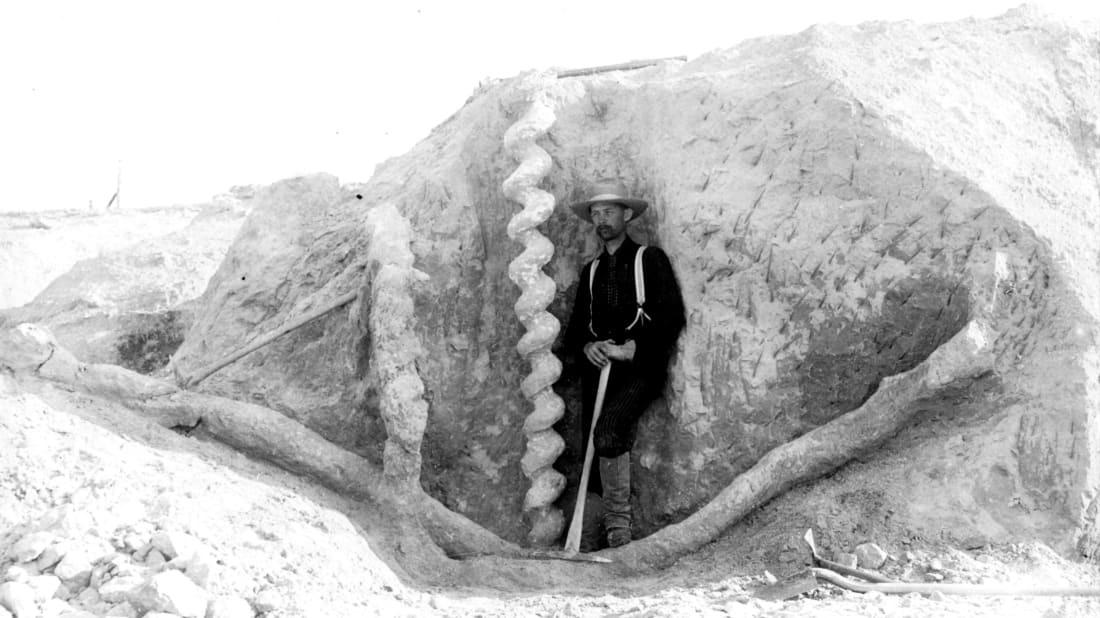 The remnants of spiral burrows dug with teeth by palaeocastors, ancient land beavers who lived circa 20 million years ago