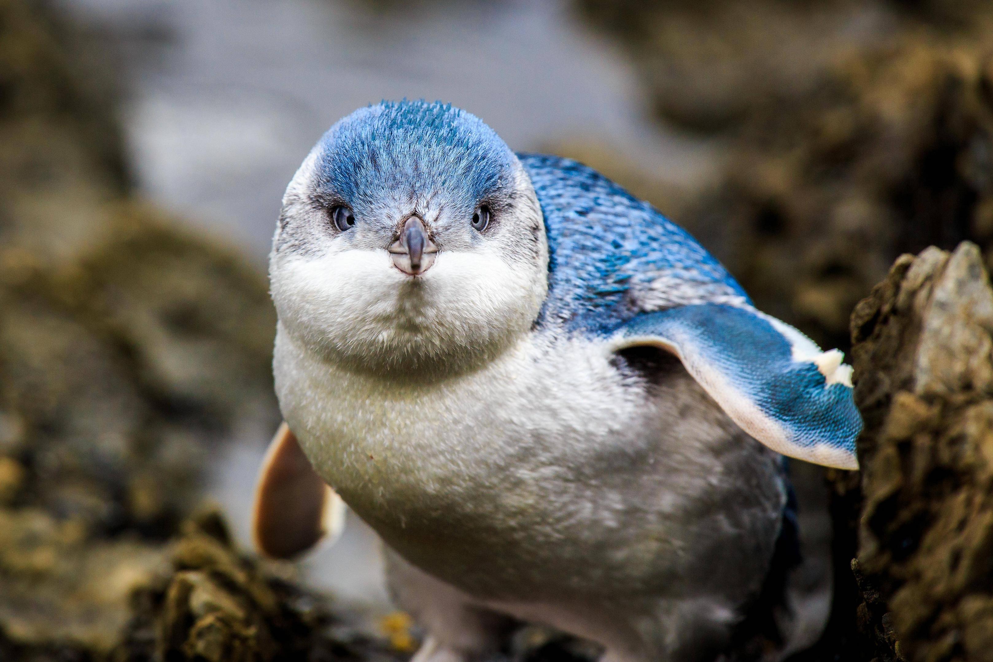 Beautiful Blue Pengwing.