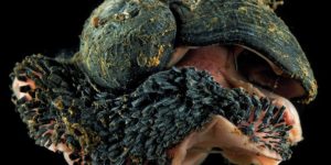 Volcano Snails Have Shells Made Of Iron And Live In Hydrothermal Vents. #metal