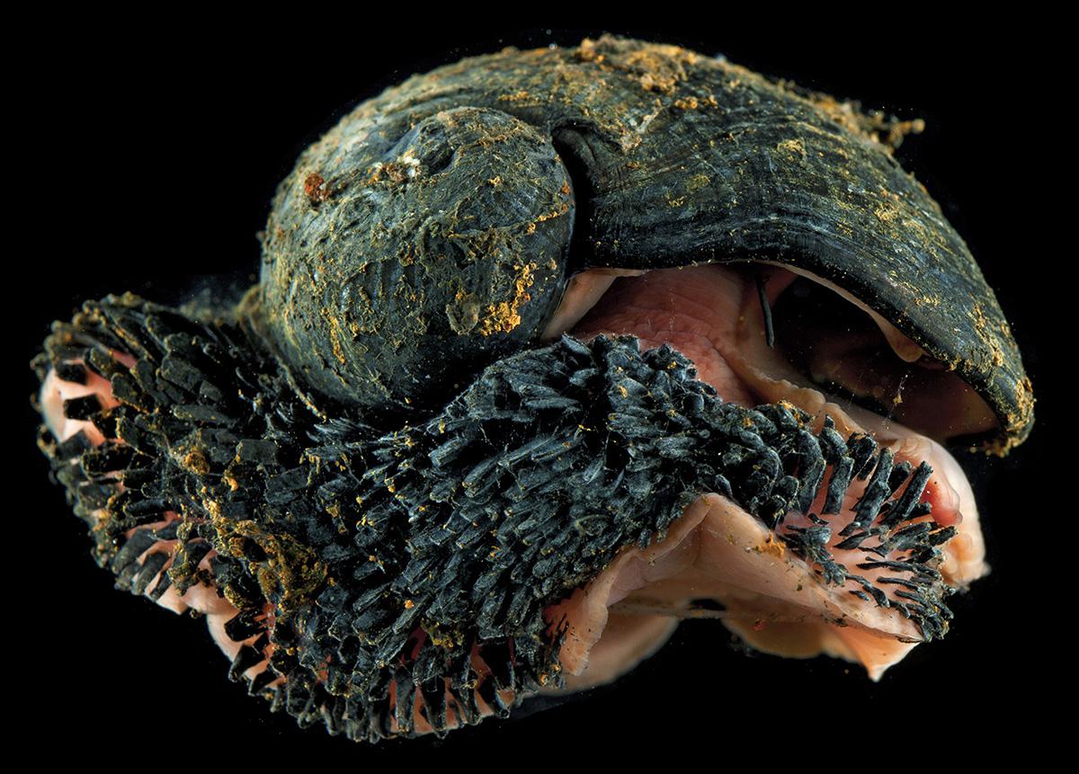 Volcano Snails Have Shells Made Of Iron And Live In Hydrothermal Vents. #metal