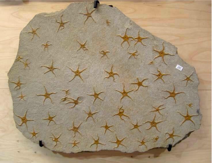 Starfish make neat fossils.