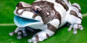 Amazon Milk Frog