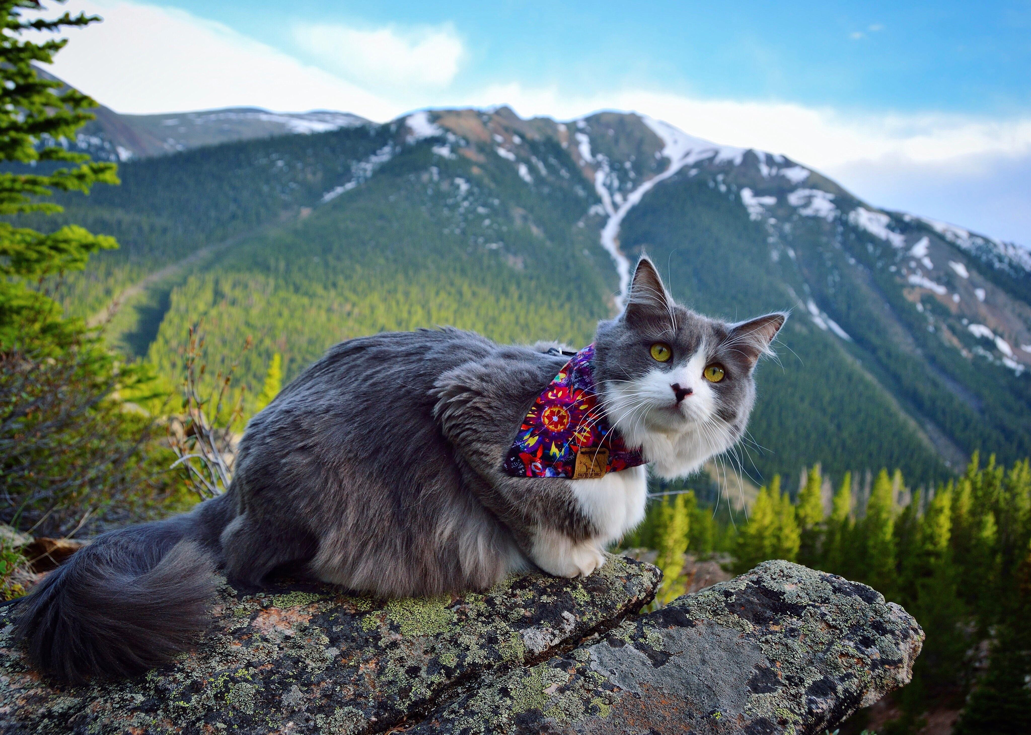 The meowntains are beautiful this time of year.