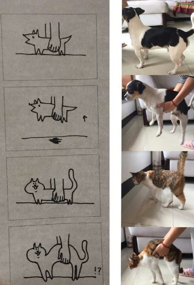 Cats versus dogs