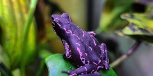 The Purple [People Eater] Harlequin Toad
