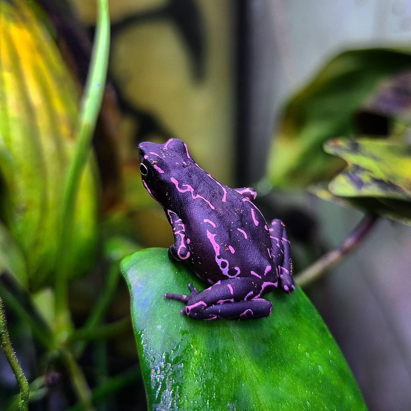 The Purple [People Eater] Harlequin Toad