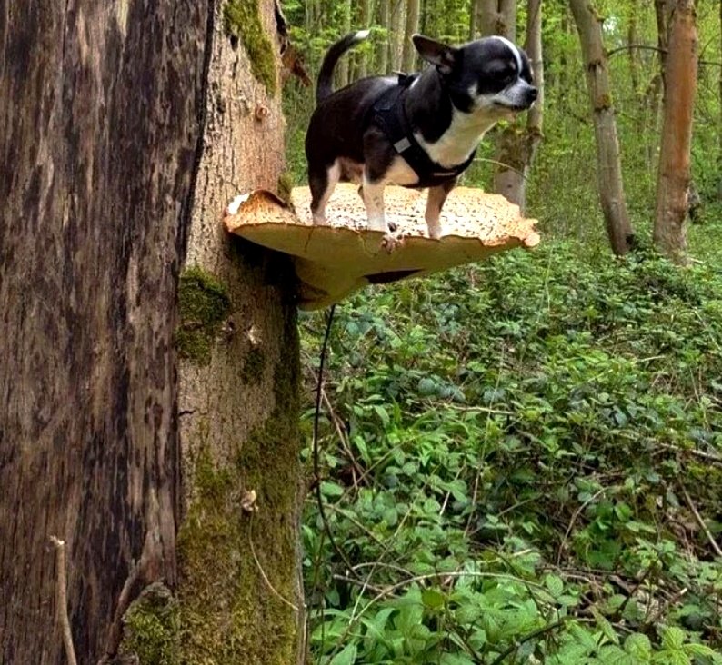 Dogs on shrooms.