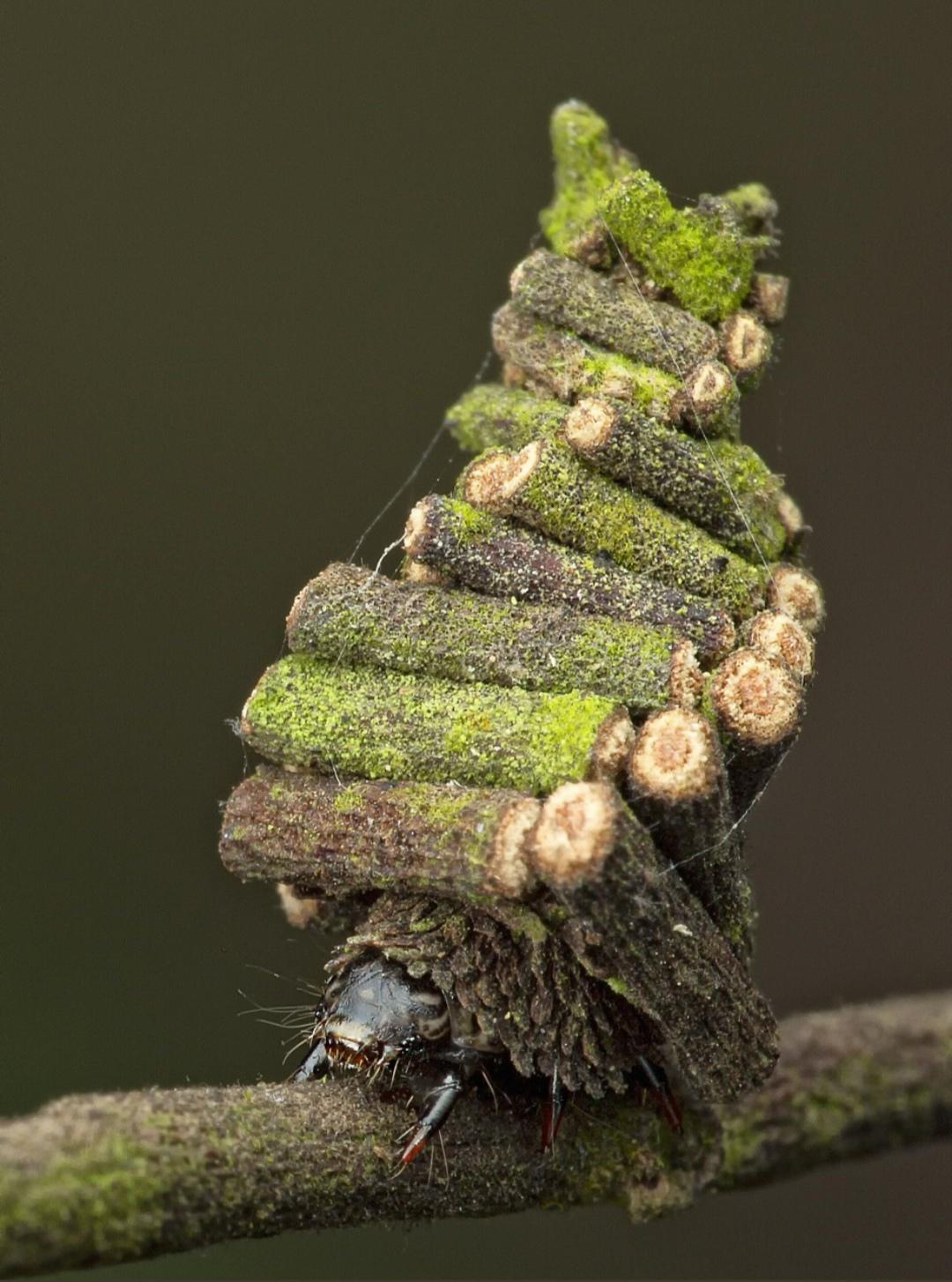The Bagworm is the hobo of the caterpiller world...