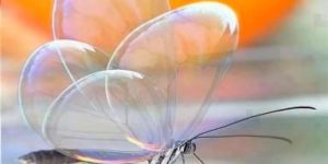 A fragile Glasswing butterfly drinking nectar.