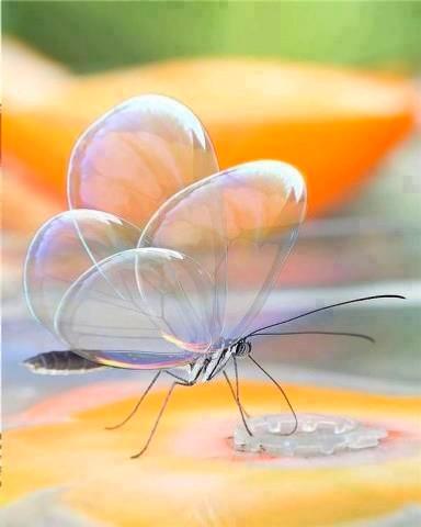 A fragile Glasswing butterfly drinking nectar.