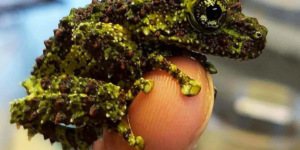 Vietnamese Mossy Tree Froglet lil Dragon