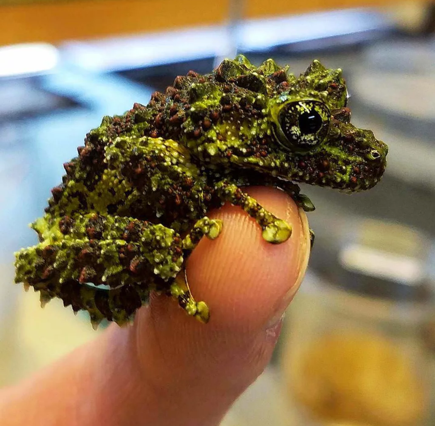 Vietnamese Mossy Tree Froglet lil Dragon